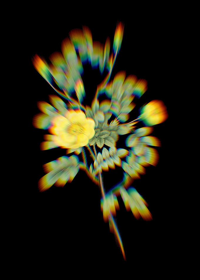 Prism Yellow Rose