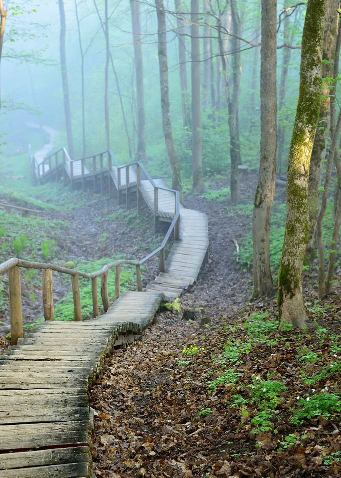 Staiway In Forest Disappea