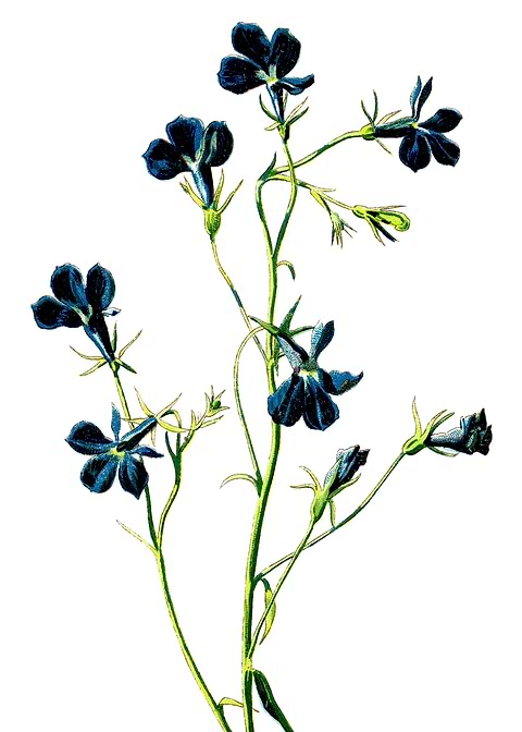 Blue Lobelia