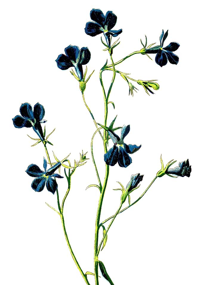 Blue Lobelia