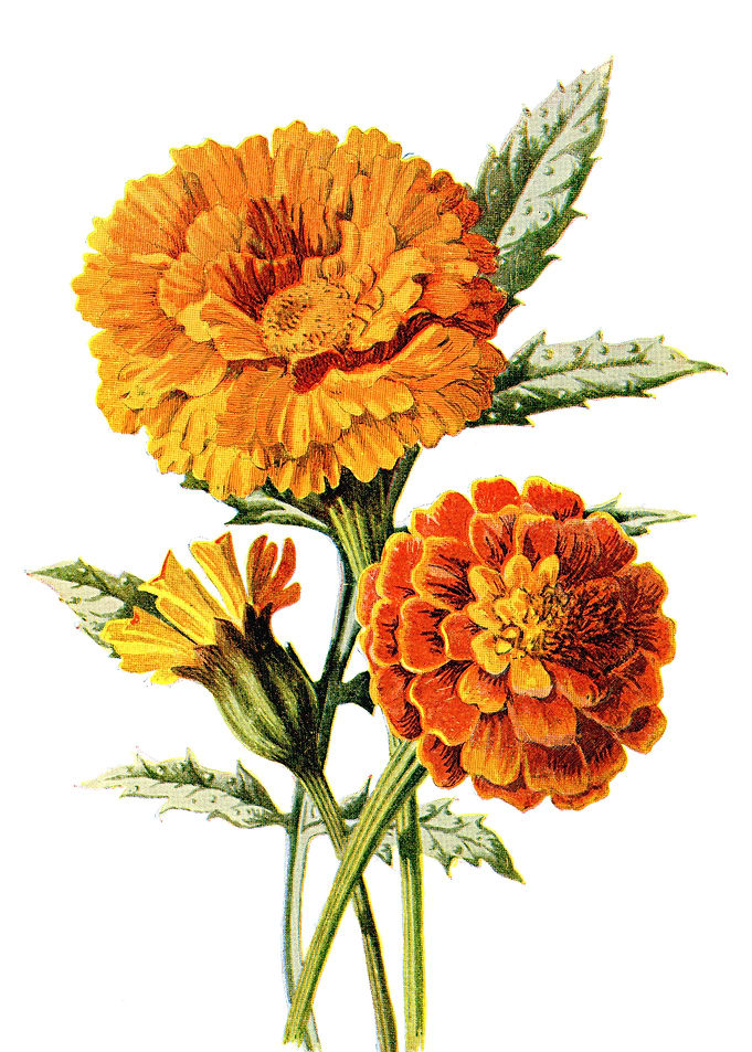 Marygold