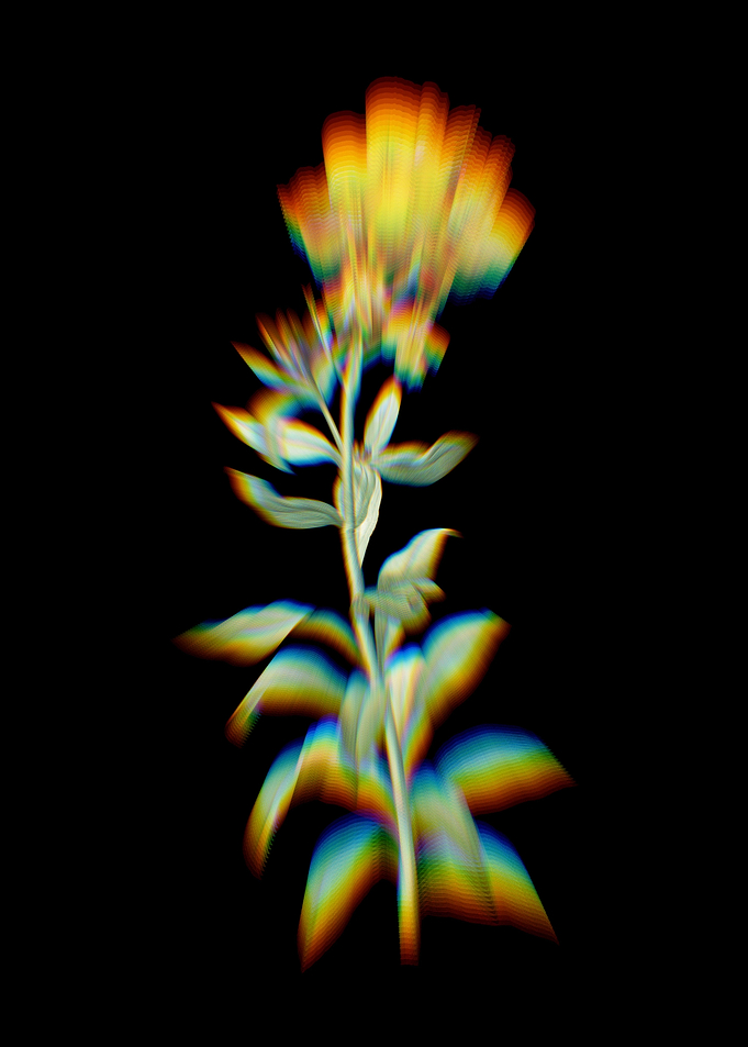 Prism Yellow Wallflower