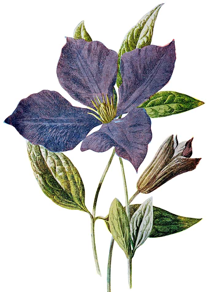 Purple Clematis