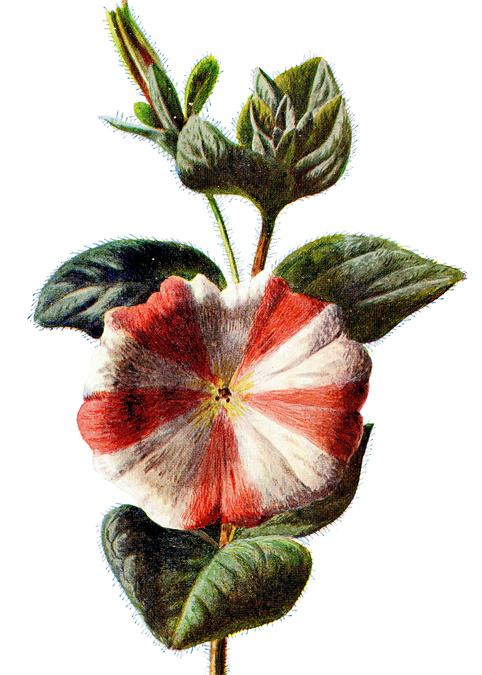 Striped Petunia