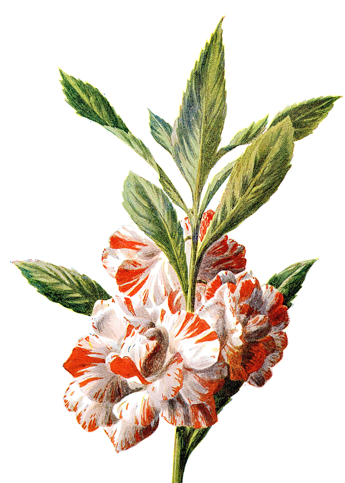 Balsam