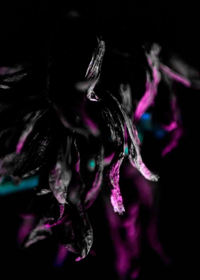 Dark flower