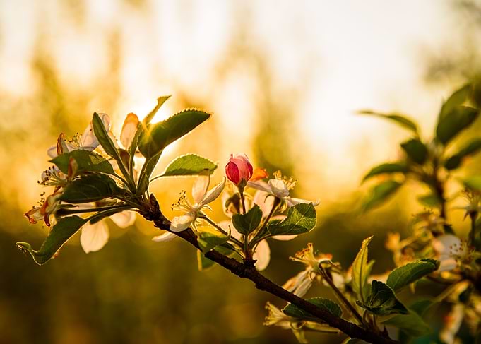 Blosssom apple tree