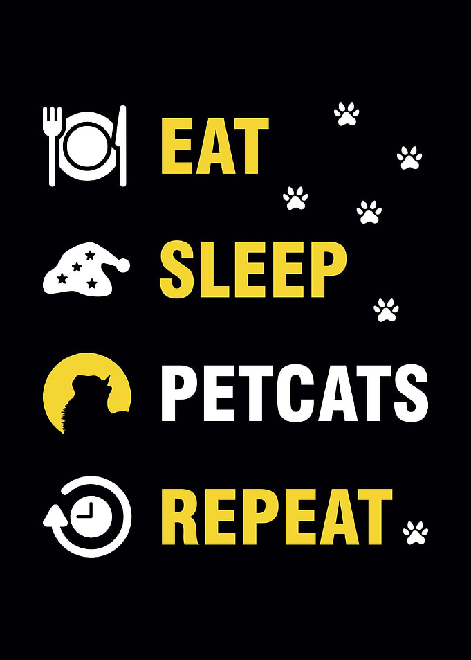 Pet Cat