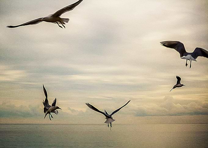 Seagulls flying on a beach