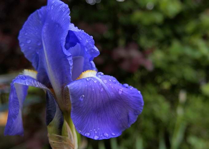Raindrops