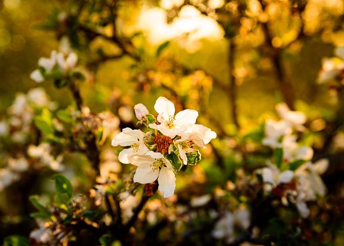 White apple tree flower