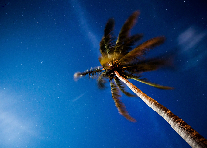 Palm Tree Space Visible
