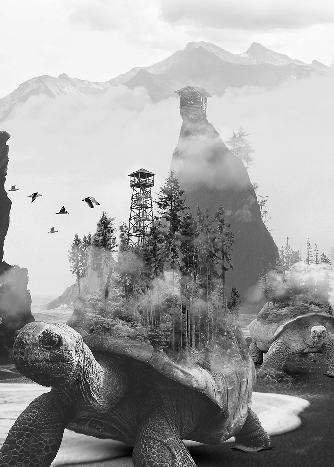 Tortoise Island