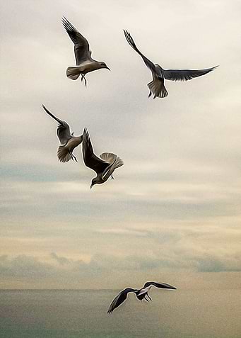 Seagulls flying on a beach