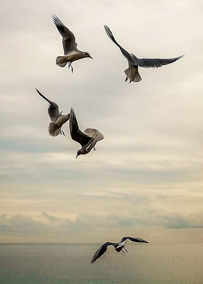Seagulls flying on a beach