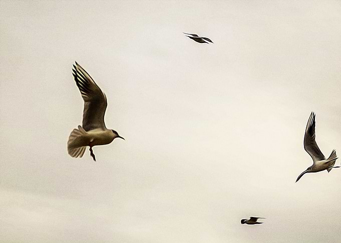 Seagulls flying on a beach