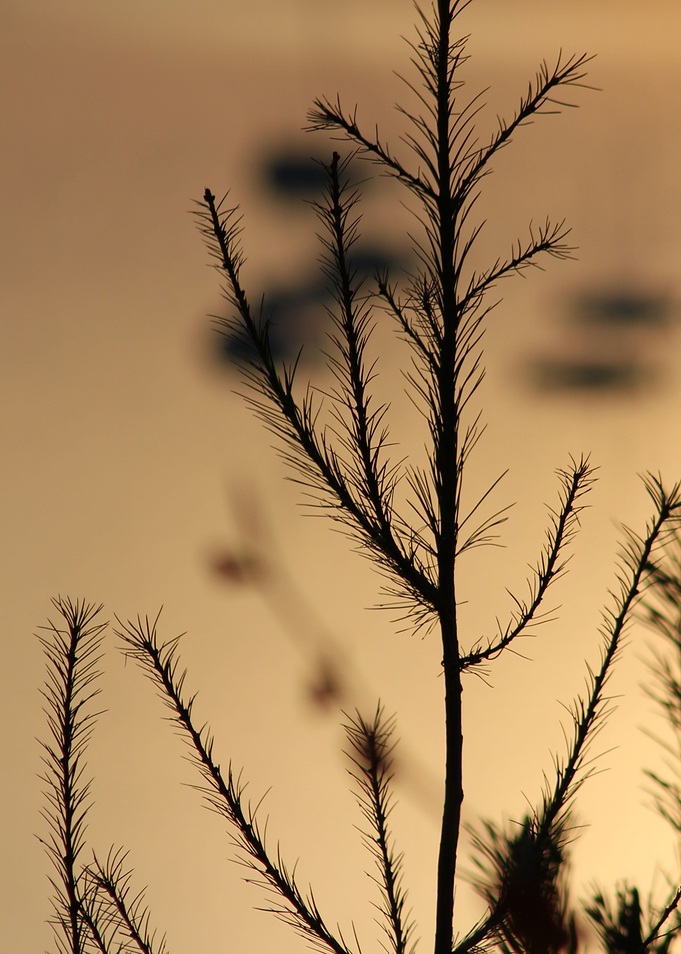 Dawn Shadows