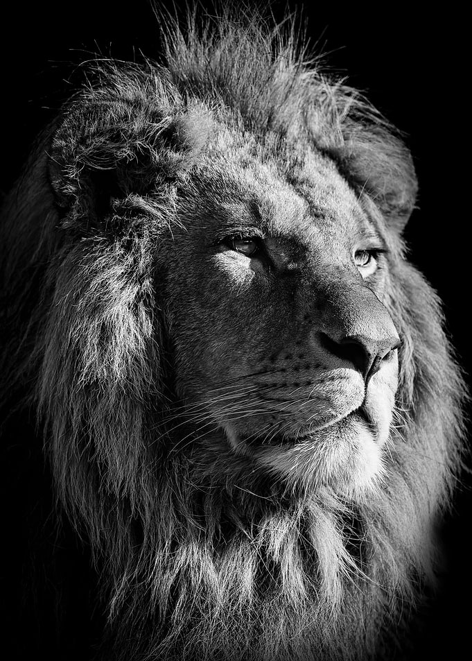 black lion king poster