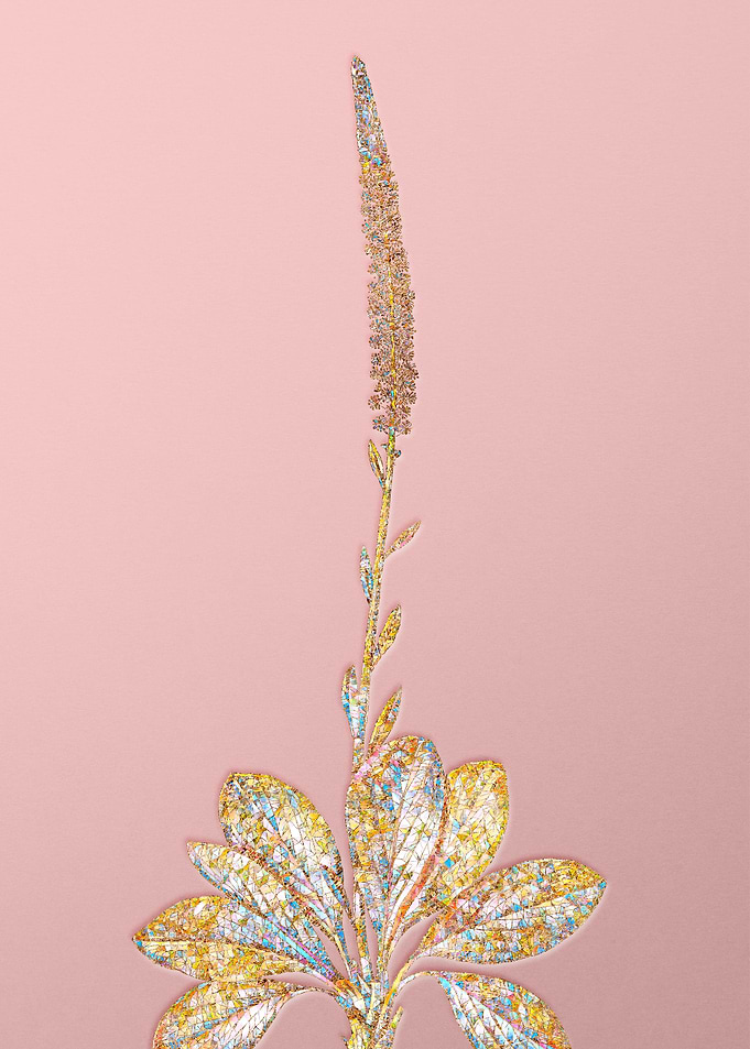 Gold Crystal Blazing Star