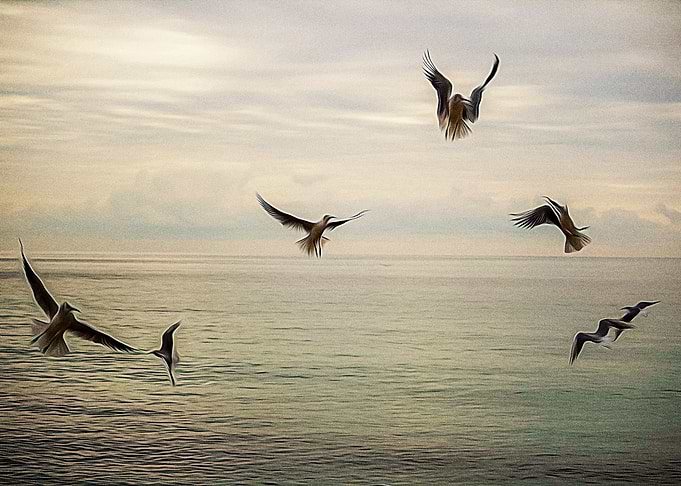 Seagulls flying on a beach