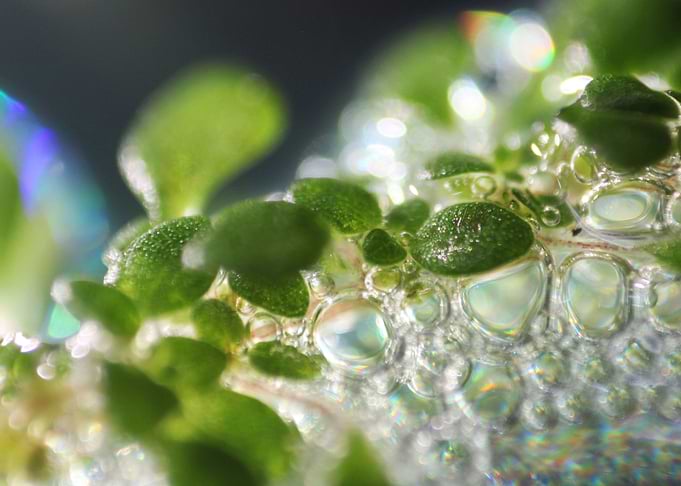 LEAF and BUBBLES