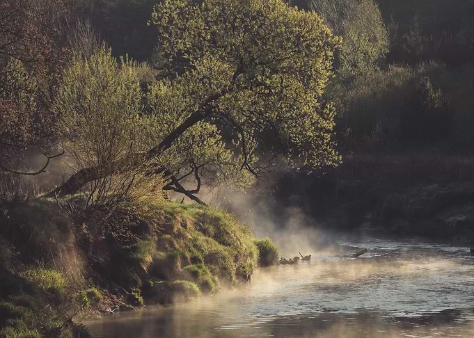 Foggy morning