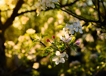 Golden hour apple tree