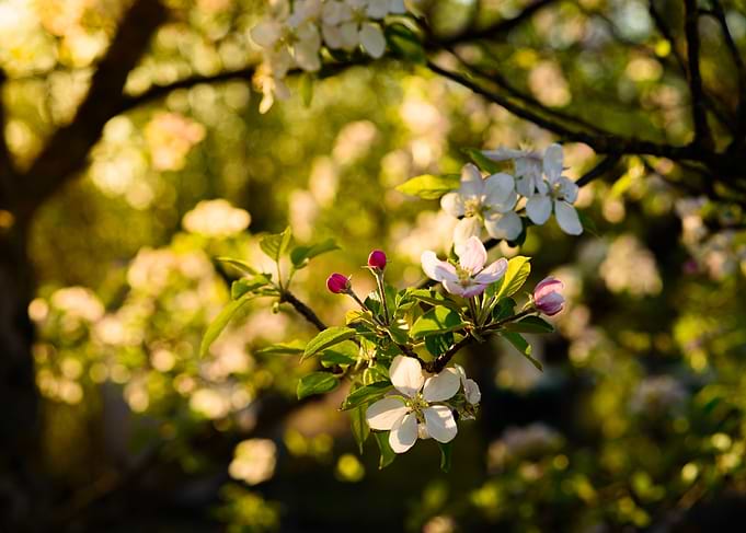Golden hour apple tree