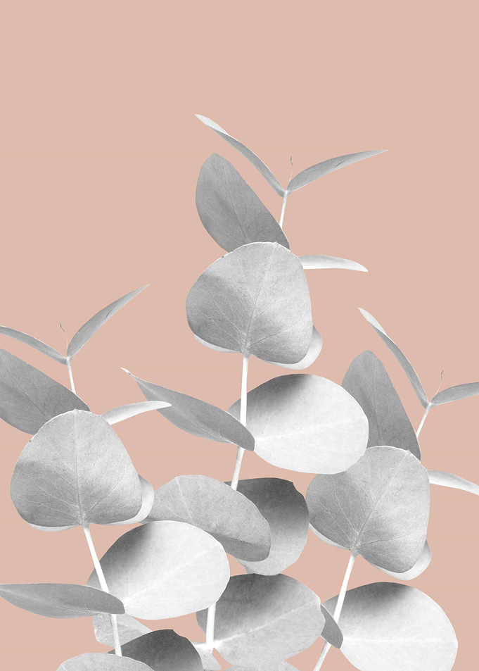 Eucalyptus Leaves Gray 1