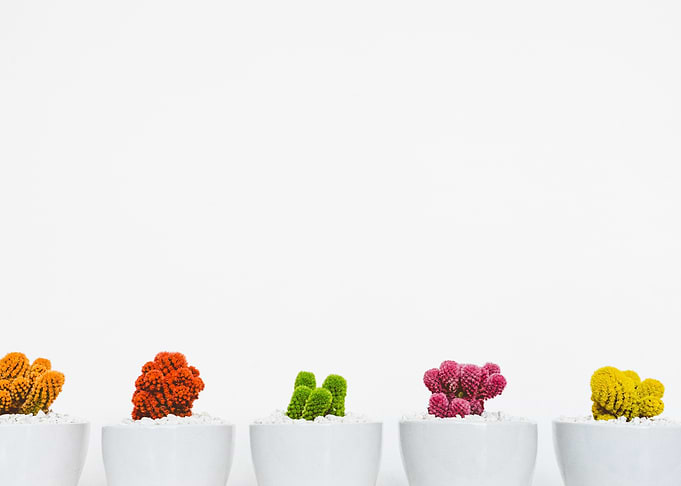Colorful Plants