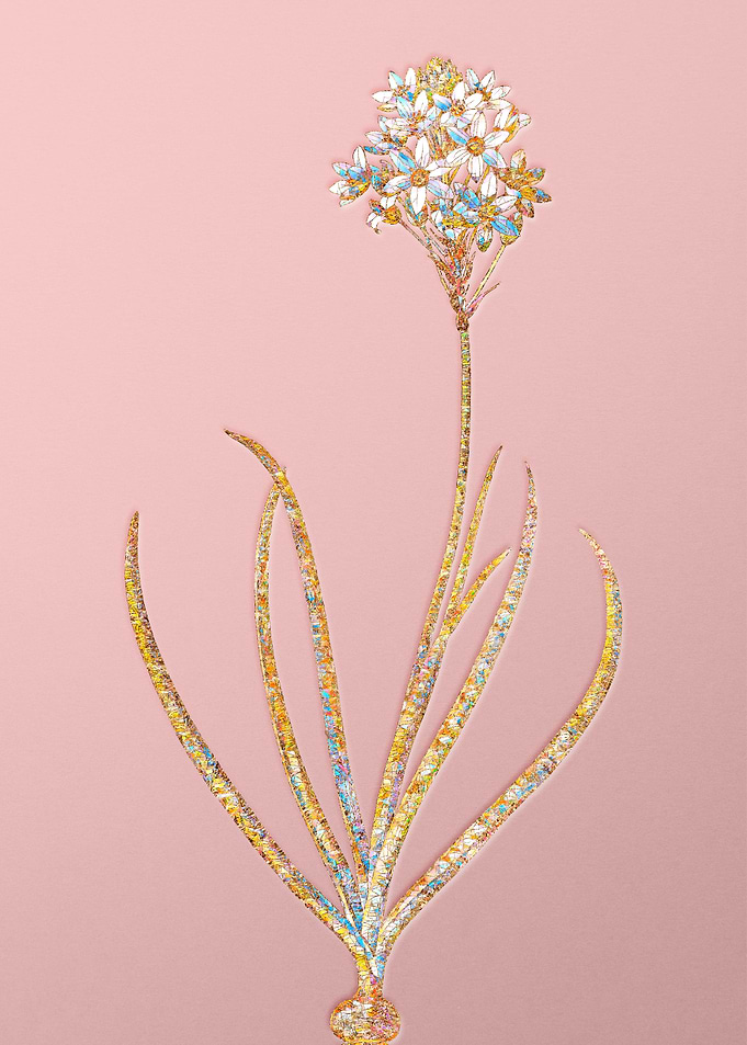 Pink Crystal Starflower