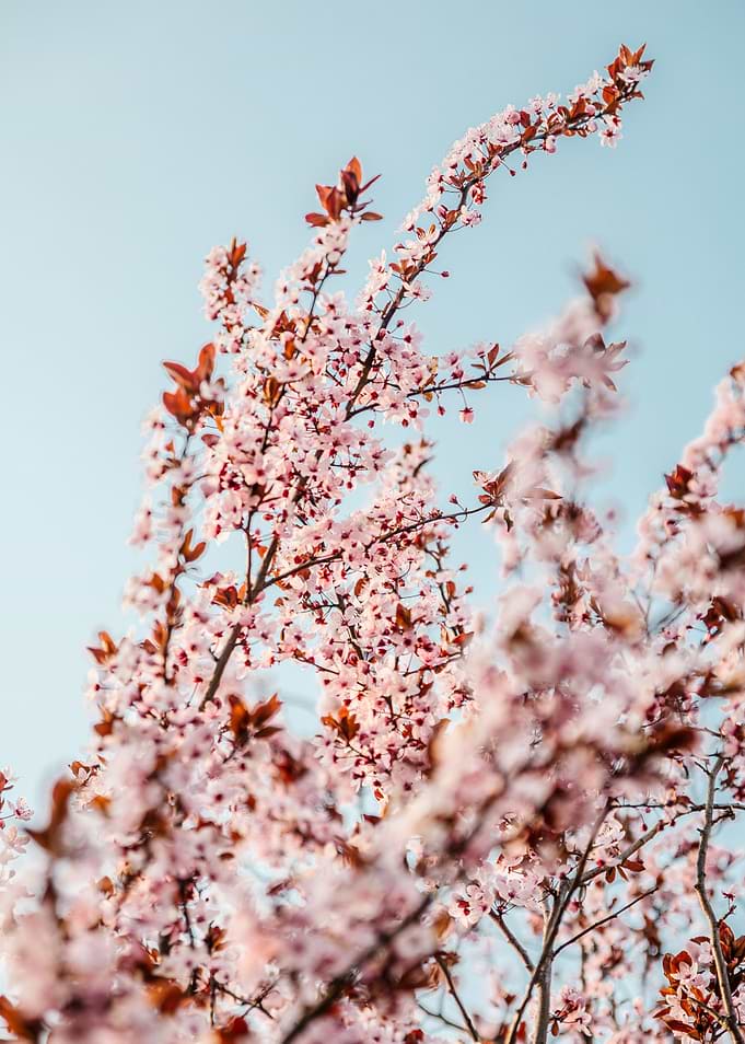 Pink Plant