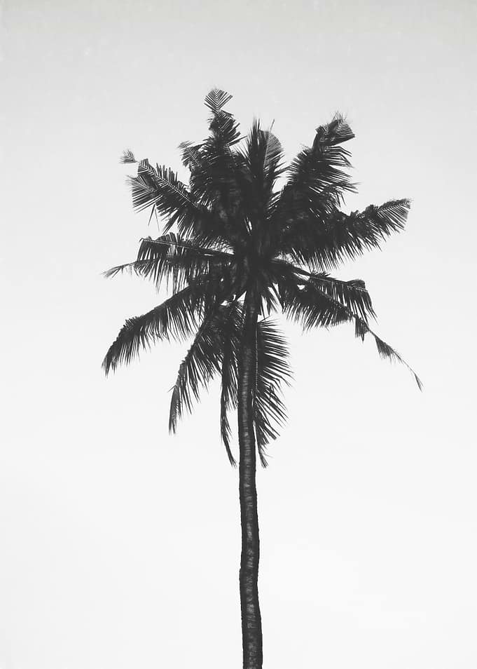 Palm Tree
