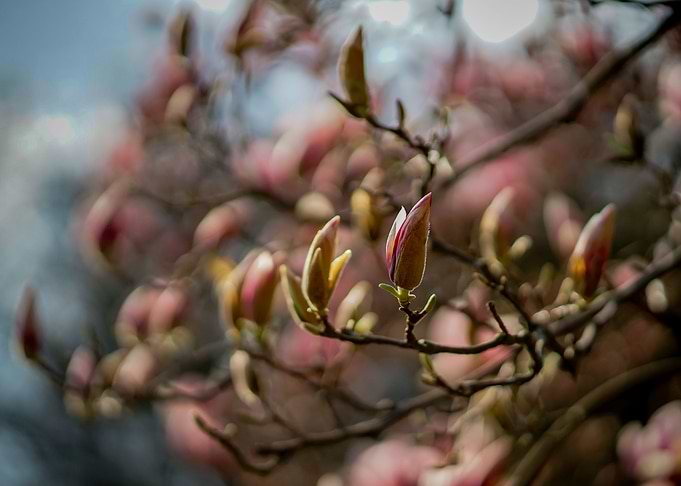magnolia