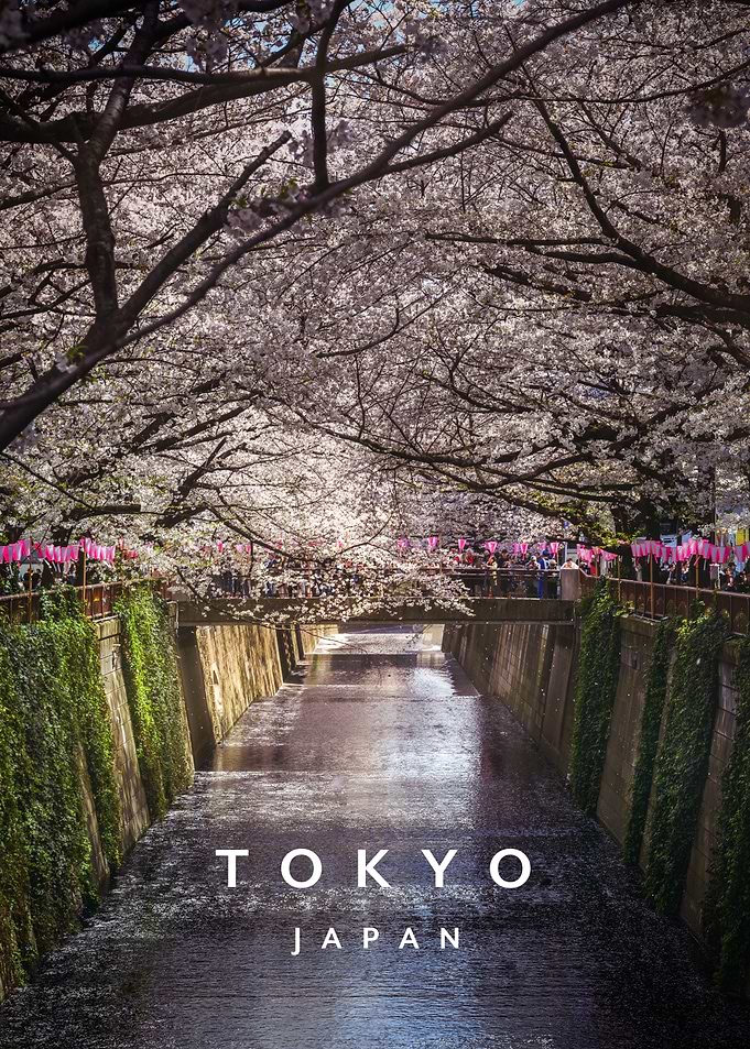 Meguro river and Sakura