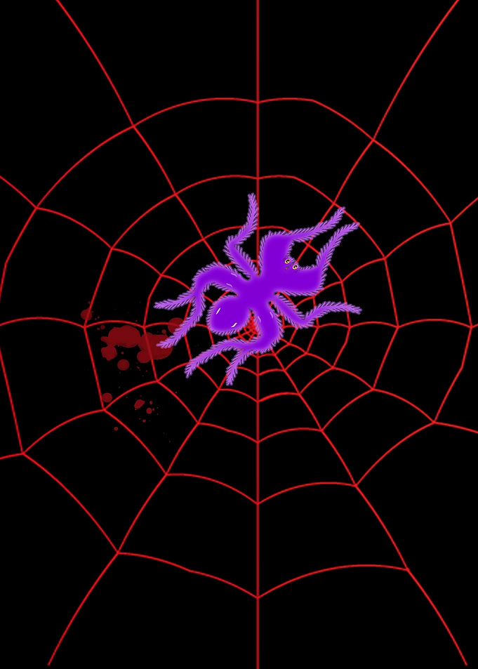Spider Web Insect