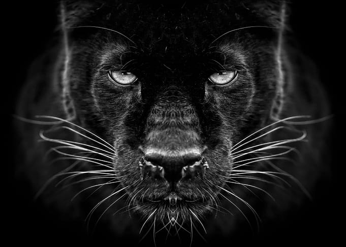 black panther face poster