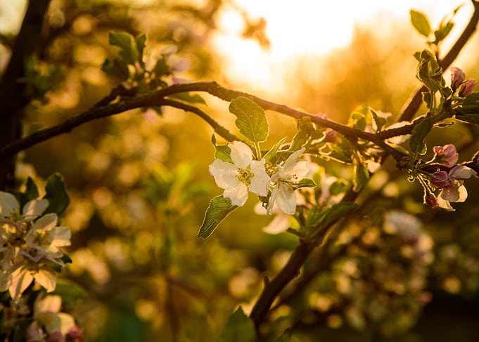 Golden hour apple tree