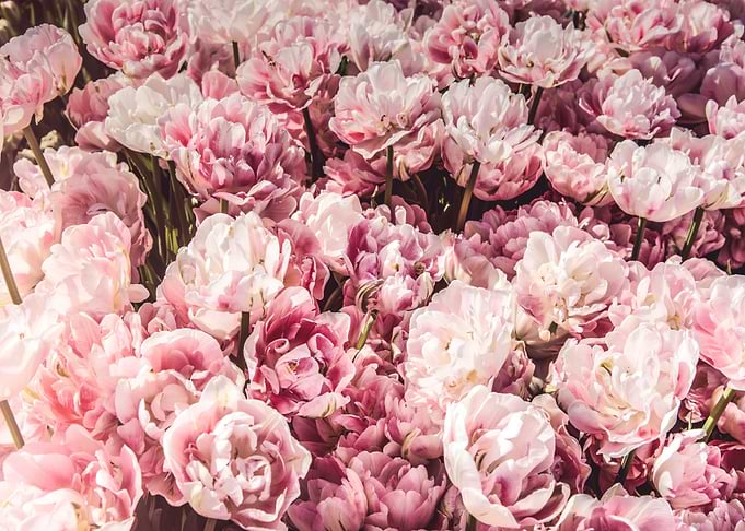 Peonies Rose Flowers