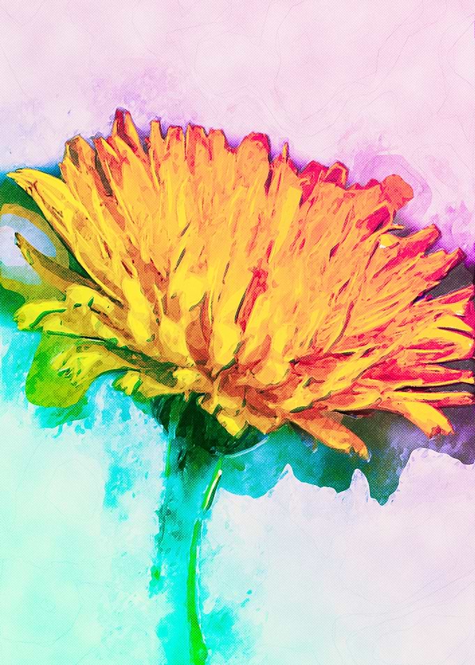 DAISY POP