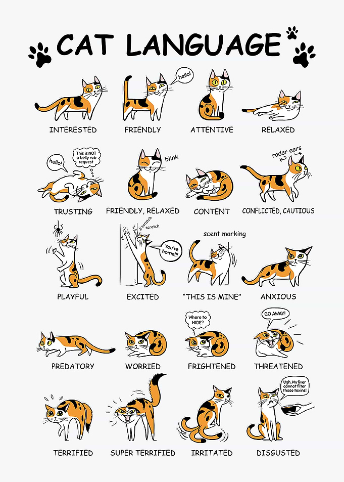 Cat Language