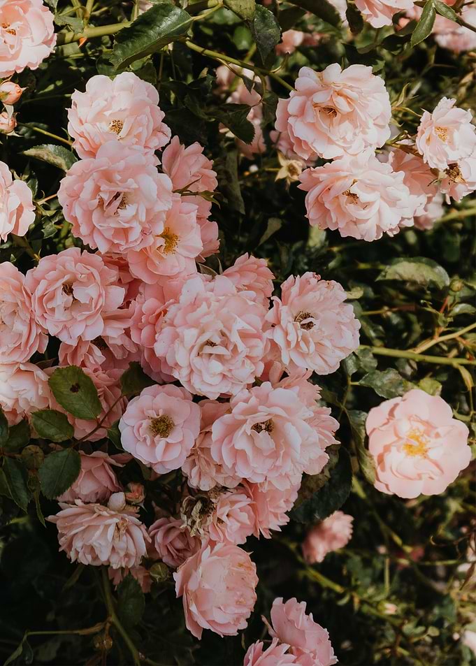 Peonies Flowers Spring