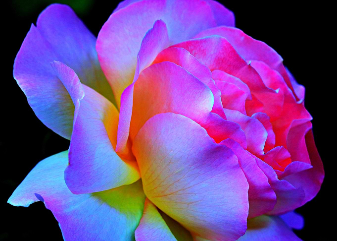 Beautiful Rose