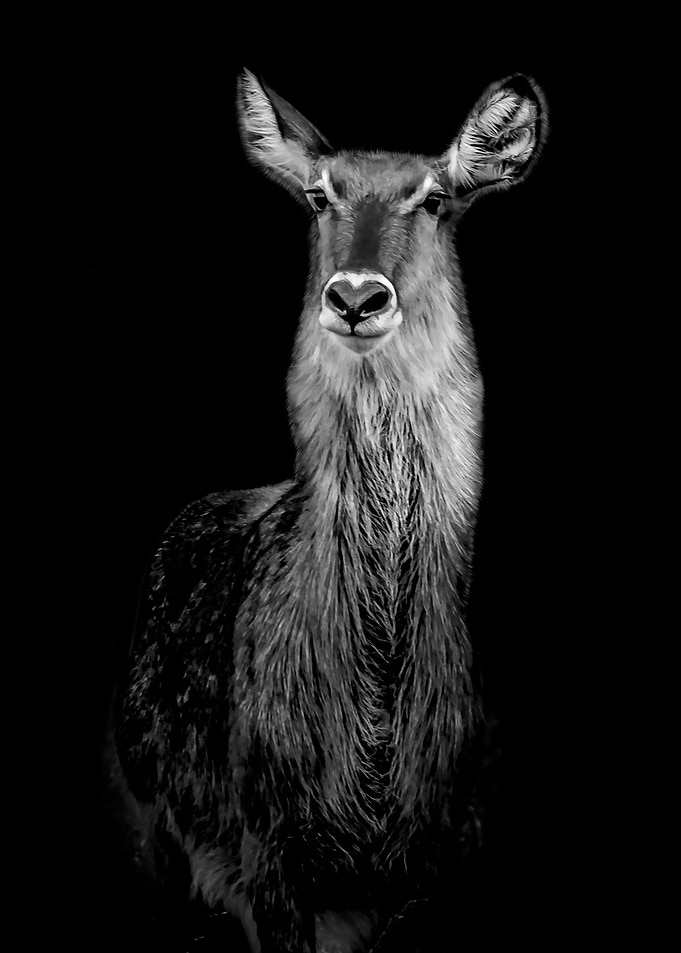 WATERBUCK