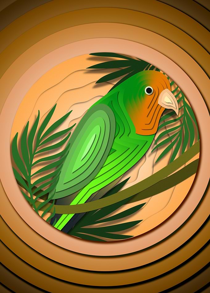 Peach Faced Lovebird