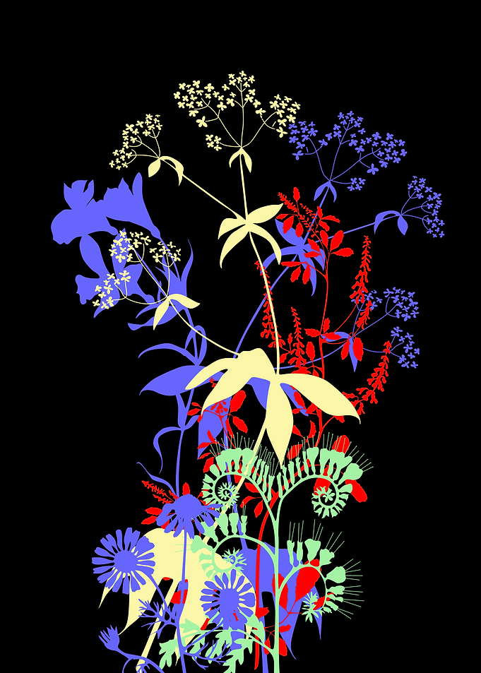 Silhouettes of wild flower