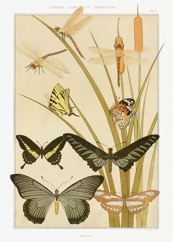 butterflies