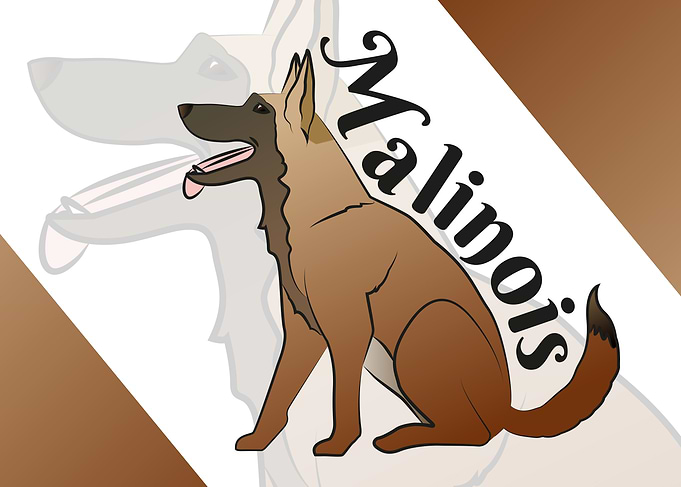 Malinois dog drawing