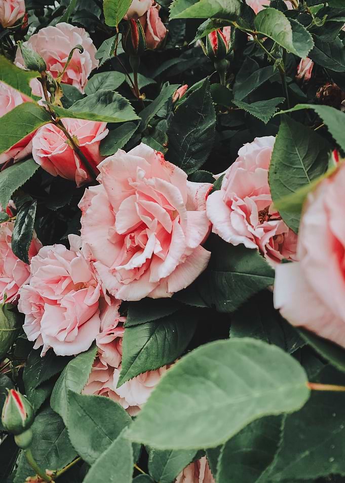 Peonies Flowers and leaves