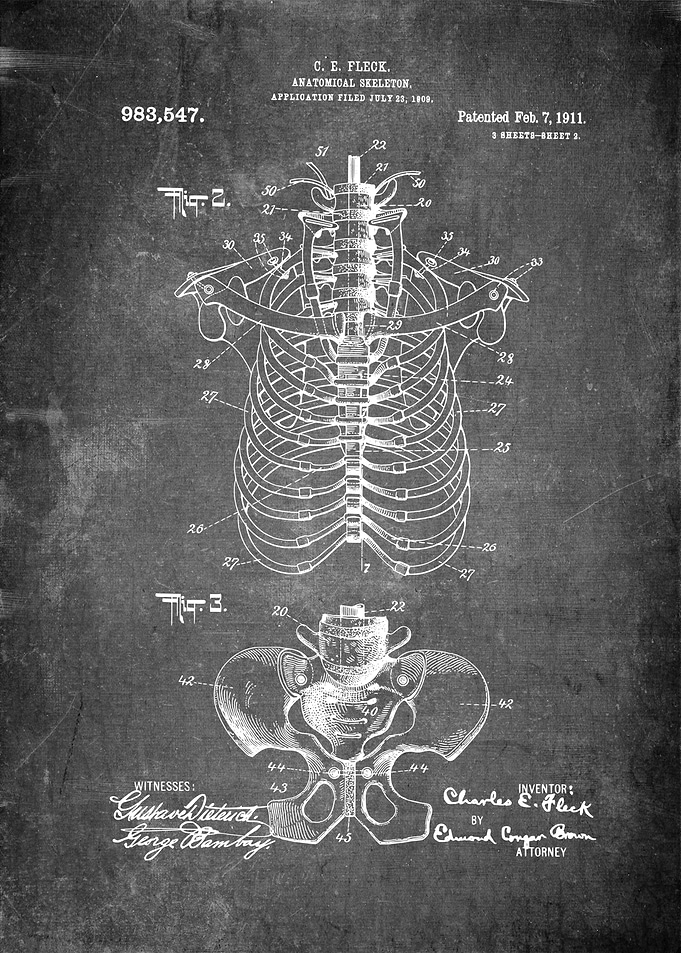 Anatomical Skeleton Art